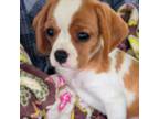 Beaglier Puppy for sale in Albany, OR, USA