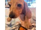 Dachshund Puppy for sale in Pensacola, FL, USA