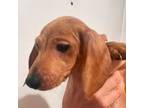 Dachshund Puppy for sale in Pensacola, FL, USA