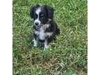 Miniature Australian Shepherd Puppy for sale in Boynton Beach, FL, USA