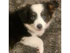 Miniature Australian Shepherd Puppy for sale in Boynton Beach, FL, USA