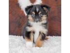 Miniature Australian Shepherd Puppy for sale in Port Richey, FL, USA