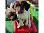 German Shorthaired Pointer Puppy for sale in Willow Grove, PA, USA