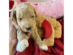 Shih-Poo Puppy for sale in Concordia, KS, USA