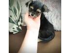 Chihuahua Puppy for sale in Sebring, OH, USA