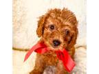 Poodle (Toy) Puppy for sale in Foley, AL, USA