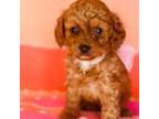 Poodle (Toy) Puppy for sale in Foley, AL, USA