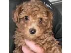 Poodle (Toy) Puppy for sale in Hamden, NY, USA