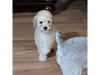 Poodle (Toy) Puppy for sale in Union, SC, USA