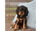 Cavalier King Charles Spaniel Puppy for sale in Denver, PA, USA