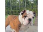 Bulldog Puppy for sale in Dix Hills, NY, USA