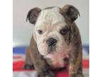 Bulldog Puppy for sale in Dix Hills, NY, USA