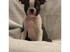 Boston Terrier Puppy for sale in Alamosa, CO, USA