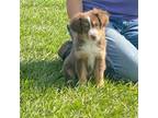 Miniature Australian Shepherd Puppy for sale in Gray, GA, USA