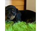 Dachshund Puppy for sale in West Liberty, KY, USA