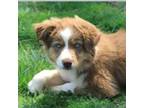 Miniature Australian Shepherd Puppy for sale in Mocksville, NC, USA