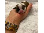 Chihuahua Puppy for sale in Brenham, TX, USA