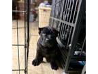 Cane Corso Puppy for sale in Plainfield, NJ, USA