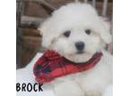 Bichon Frise Puppy for sale in Conway, AR, USA