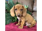 Dachshund Puppy for sale in Texarkana, TX, USA
