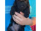 Mutt Puppy for sale in Odessa, MO, USA