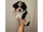 Maltipoo Puppy for sale in Greenville, SC, USA