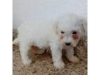 Mini bichon girl