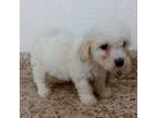 Little boy bichon