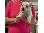 West Highland White Terrier Puppy for sale in Leonard, TX, USA