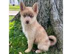 Mutt Puppy for sale in Kettering, OH, USA