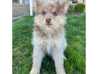 Mutt Puppy for sale in Kettering, OH, USA