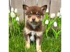 Mutt Puppy for sale in Kettering, OH, USA