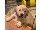 Golden Retriever Puppy for sale in Sleepy Eye, MN, USA