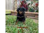 Rottweiler Puppy for sale in League City, TX, USA