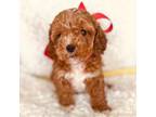 Poodle (Toy) Puppy for sale in Pensacola, FL, USA