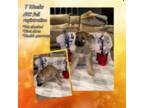 German Shepherd Dog Puppy for sale in Porum, OK, USA