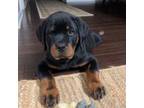 Rottweiler Puppy for sale in Mc Leansville, NC, USA