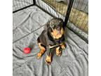 Rottweiler Puppy for sale in Mc Leansville, NC, USA