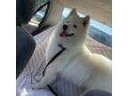 Samoyed Puppy for sale in Santa Ana, CA, USA