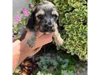 Dachshund Puppy for sale in Manteca, CA, USA