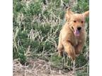 Golden Retriever Puppy for sale in Fort Morgan, CO, USA
