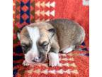 Pembroke Welsh Corgi Puppy for sale in Okeechobee, FL, USA