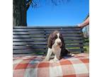 English Springer Spaniel Puppy for sale in Canfield, OH, USA