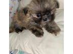 Shih Tzu Puppy for sale in Pickens, SC, USA