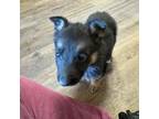 German Shepherd Dog Puppy for sale in Kit Carson, CO, USA