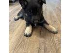 German Shepherd Dog Puppy for sale in Kit Carson, CO, USA