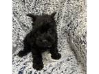 Schnauzer (Miniature) Puppy for sale in Kit Carson, CO, USA