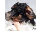 Mutt Puppy for sale in Collinsville, TX, USA