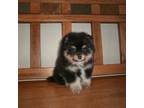 Pomeranian Puppy for sale in Brownton, MN, USA