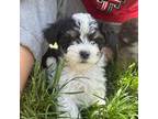 Maltipoo Puppy for sale in Spearman, TX, USA